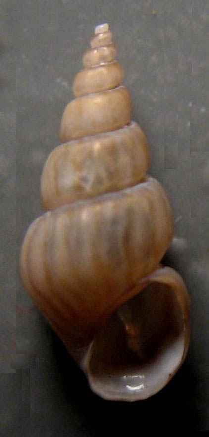 Rissoa labiosa particolare?